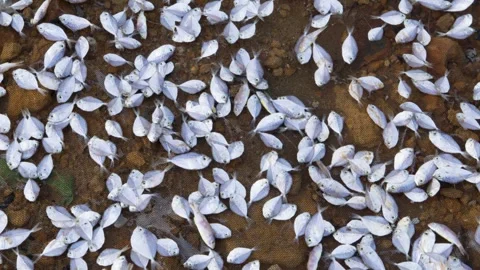 Stack of small fish dried in the sun by local fishermen to make salted fish. 스톡 동영상 263800187