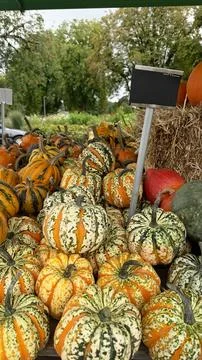 Stack of small striped gourds at farm stand vibrant autumn harvest display Foto stock