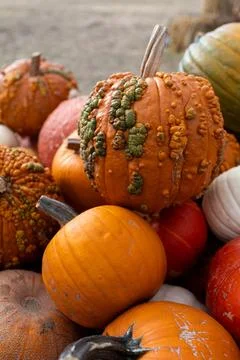 Stack of smooth and warty pumpkins in varied autumn colors Stock Photos