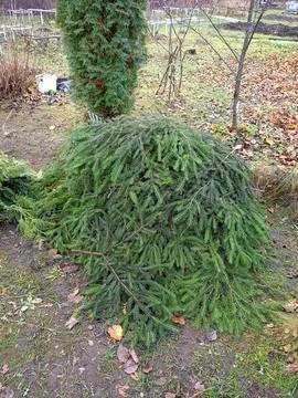 Stack of spruce branches, spruce branches for covering plants for the winter Stock Photos