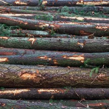 Stack of spruce logs Stock Photos