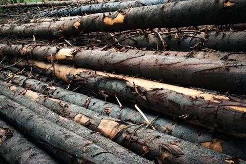 Stack of spruce trees Stock Photos