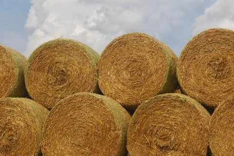 Stack of straw bales - close up view of round straw bales 스톡 사진