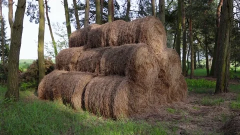 Stack of straw bales in Polish countryside, Mazowsze region of Poland, 4k Video stock 196821047