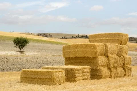 Stack of straw bales in a sunny landscape Stock Photos