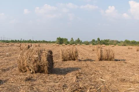 Stack of straw in the field. Foto stock