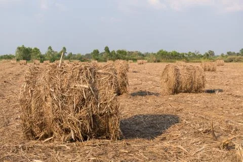 Stack of straw in the field. Stock Photos