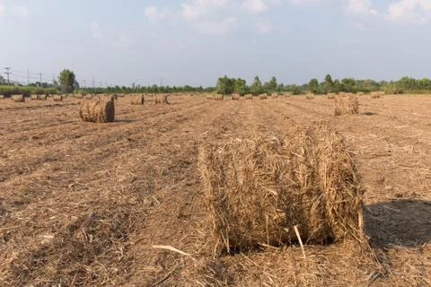 Stack of straw in the field. Stock Photos