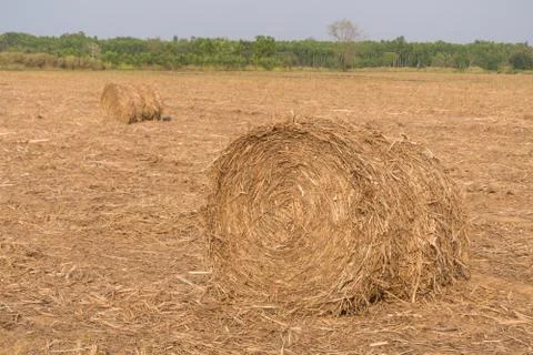 Stack of straw in the field. Stock Photos