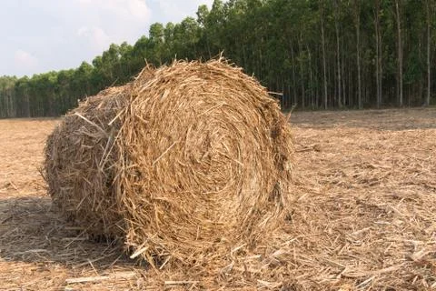 Stack of straw in the field. Foto stock
