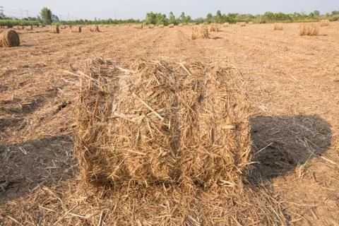 Stack of straw in the field. 스톡 사진