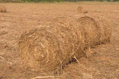 Stack of straw in the field. Stock Photos