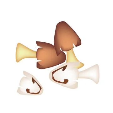 A stack of straw mushrooms on white background Stock Illustration