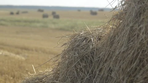 Stack of straw with summer field background Stock Footage 144408963