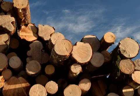 Stack of timber against a blue sky Stock Photos
