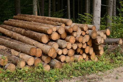 Stack of timber logs in a forest Stock Photos
