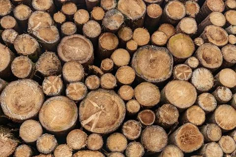 Stack of timber logs, natural material used for lumber and cuisine ingredient Foto stock