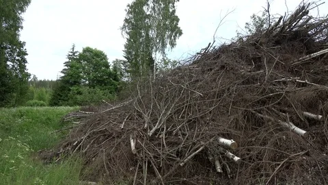 Stack tree branches in forest, panoramic view Stock Footage 77152164