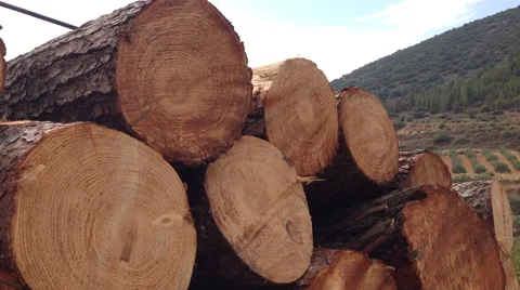 Stack of tree logs Stock Footage 44044523