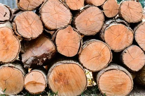 Stack of tree logs. Stock Photos