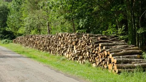 Stack of tree logs by side of road Stock Photos