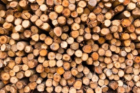 Stack of tree stump Stockfoto's