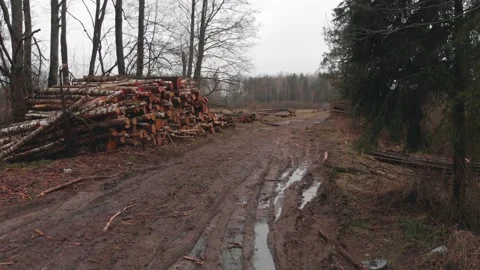 Stack of tree trunks on edge of forest Stock Footage 147961503