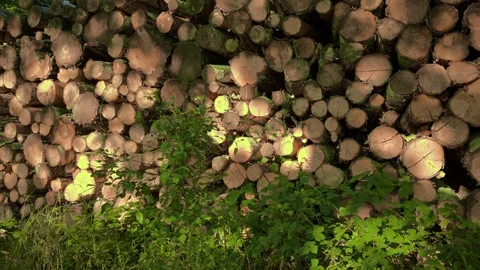 A stack of tree trunks Stock Footage 343520374
