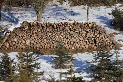 A stack of tree trunks in the forest, in a snowy landscape Stock Photos