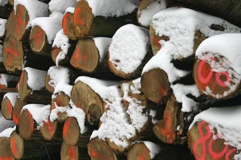 Stack of tree trunks with markings and snow cover 스톡 사진