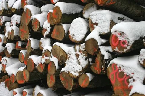 Stack of tree trunks with markings and snow cover Foto stock