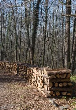Stack of tree trunks piled up wood logs in forest Stock Photos