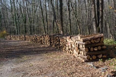 Stack of tree trunks piled up wood logs in forest Stock Photos