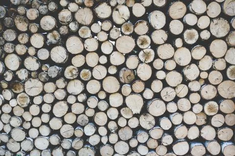 Stack of tree trunks. Texture background Stock Photos