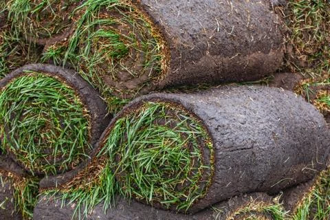 Stack of turf grass roll for lawn Stock Photos