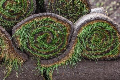 Stack of turf grass roll for lawn Stock Photos