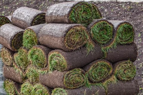 Stack of turf grass roll for lawn Stock Photos
