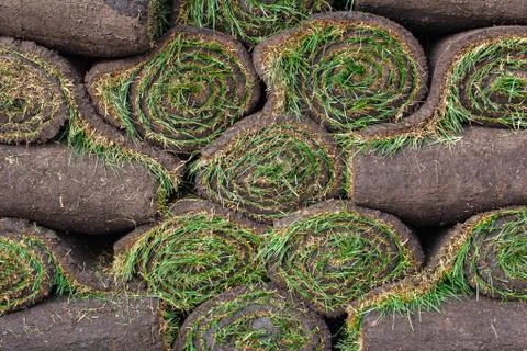 Stack of turf grass roll for lawn Stock Photos