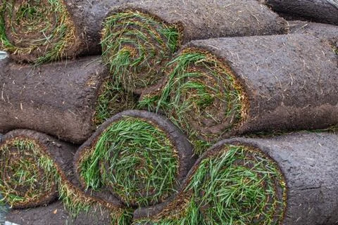 Stack of turf grass roll for lawn Stock Photos