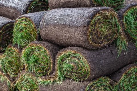 Stack of turf grass roll for lawn Stock Photos