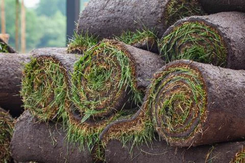 Stack of turf grass roll for lawn Stock Photos