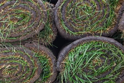 Stack of turf grass roll for lawn Stock Photos