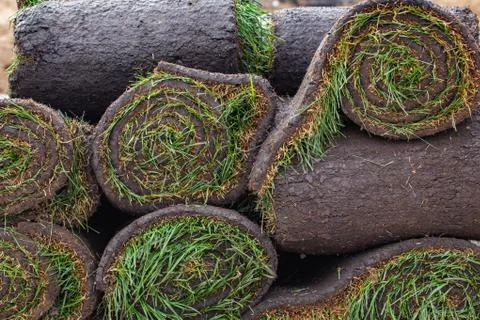 Stack of turf grass roll for lawn Stock Photos