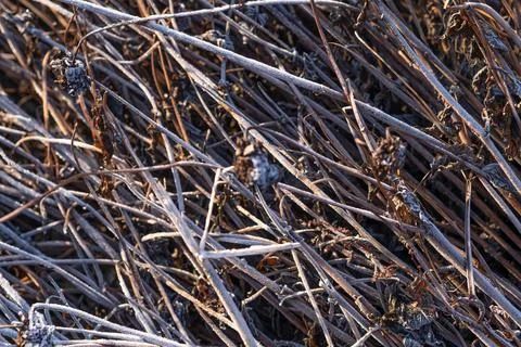 Stack of twigs in the sunlight with ice.Burning branches in winter. Stock Photos