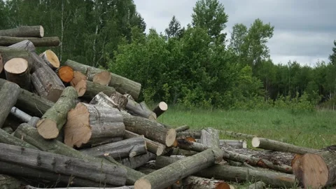 A stack of unchopped firewoods on the grass in forest Video stock 131406845