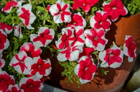 Stack variegated red and white color petunia flower in  park, selective focus Stock Photos