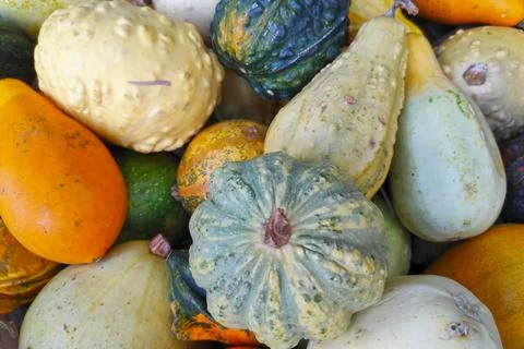 Stack of various Cucurbits on a market stall Stock Photos