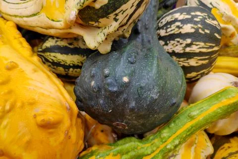 Stack of various Cucurbits on a market stall Stock Photos