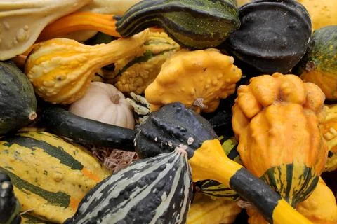 Stack of various Cucurbits on a market stall 스톡 사진