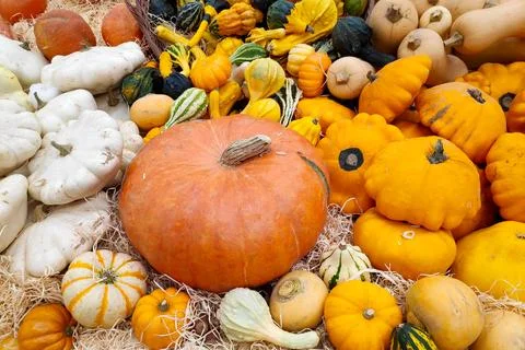 Stack of various Cucurbits on a market stall 스톡 사진